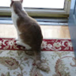 Meet your Posher, Susan